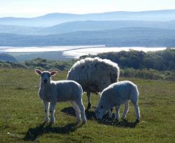 Lambs on Hampsfell